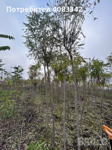 Кълбовидна Акация, снимка 5 - Градински цветя и растения - 52552994