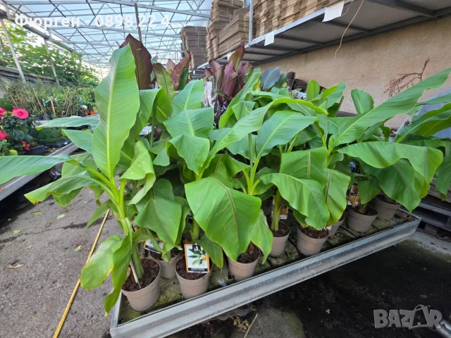 Банан - Мусо баджо / Musa Basjoo СТУДОУСТОЙЧИВ И ПЛОДОДАВАЩ - ЯДЛИВ, снимка 4 - Разсади - 51279596