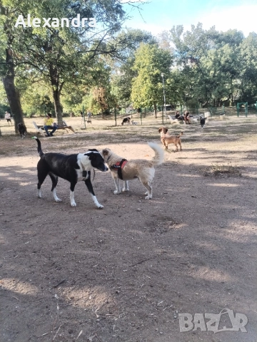 Разхождане и грижа за домашни любимци , снимка 2 - Ветеринари и услуги - 51787524