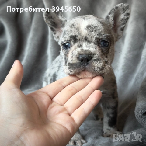 French bulldog blue Merle , снимка 4 - Френски булдог - 53841960