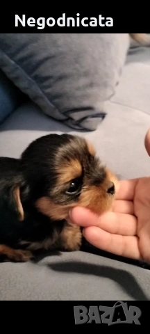 Мини йоркита , снимка 8 - Йоркширски териер - 54139167