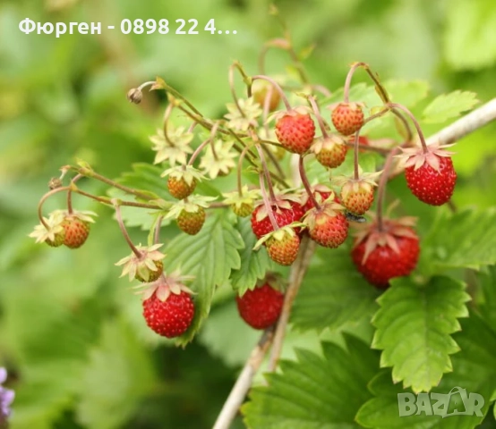 ЯГОДA АТИЛА - ГОРСКА, снимка 2 - Разсади - 51946771