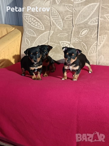 Пинчер мини , снимка 3 - Пинчер - 53690500