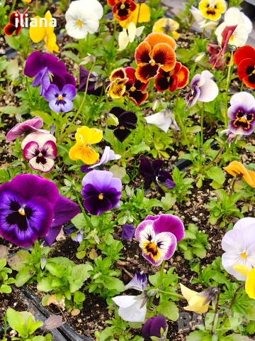 Продавам теменужки, снимка 6 - Градински цветя и растения - 54018869