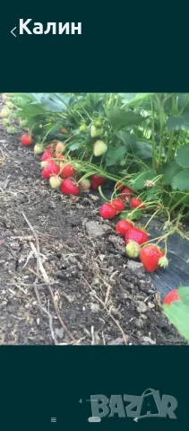 продаваме разсад ягоди , снимка 2 - Сортови семена и луковици - 50156044