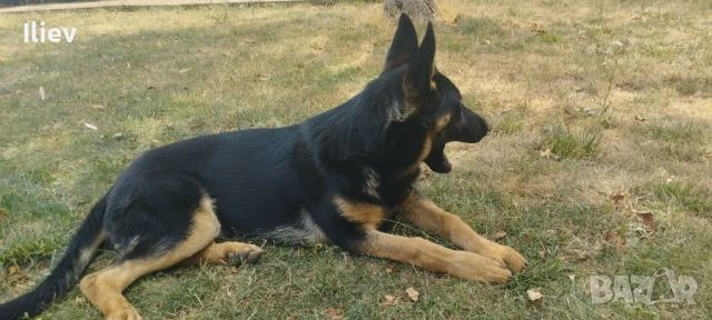 Немска овчарка , снимка 4 - Немска овчарка - 48434024