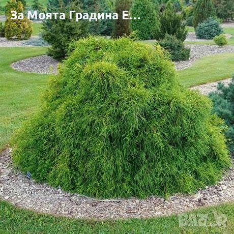 Лъжекипарис - Нана