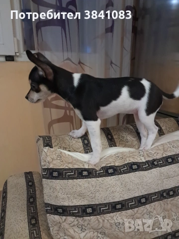 Чихупинчер на 3 месеца , снимка 3 - Чихуахуа - 53998678