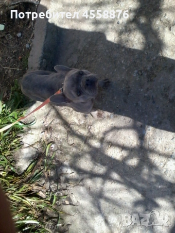 продавам френски булдог женски, снимка 12 - Френски булдог - 53394769