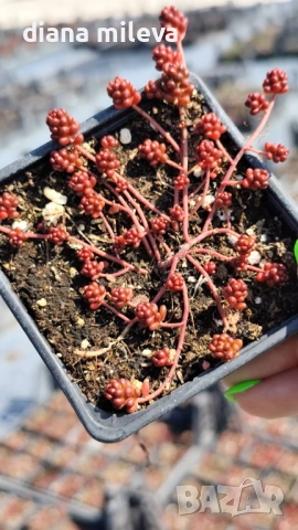 Седум Коралов килим, Sedum album Coral Carpet, снимка 6 - Градински цветя и растения - 53865678