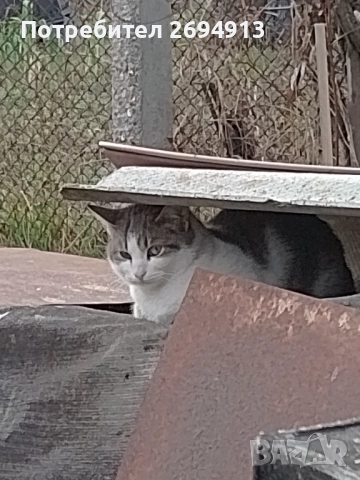 Подарявам котета, снимка 4 - За котки - 48368670