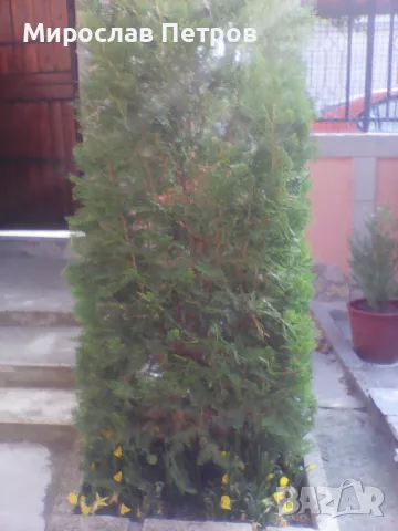 Източноевропейска оградна туя Отстъпка 