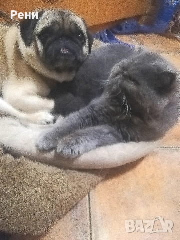 Разходка на кучета-12 лева! , снимка 4 - Други услуги - 52406977