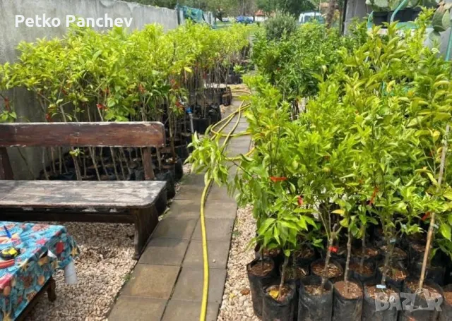 🍋🍋🍋Цитруси Лимон,Мандарина,Помело, Портокал, Грейпфрут. Помело-жълто,Грейпфрут -червен, портокал, снимка 3 - Градински цветя и растения - 50239217