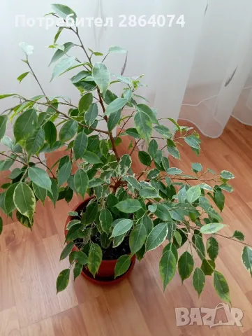 Бенджамин от шарения, снимка 4 - Стайни растения - 49653706