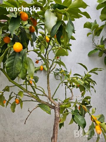кумкуат, лимони и др. , снимка 1 - Градински цветя и растения - 45370807