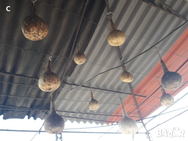 Тикви кратунки