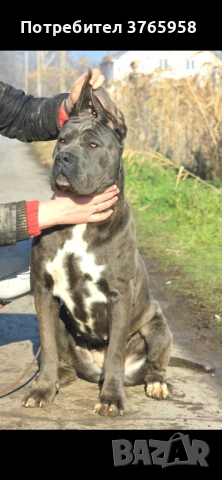 Кане корсо с родословие, снимка 2 - Кане корсо - 54013939