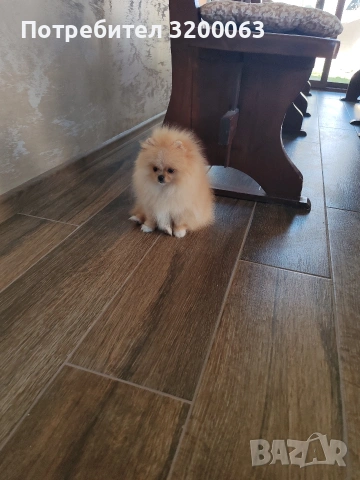 Померан мини размер мъжко., снимка 11 - Померан - 54032504