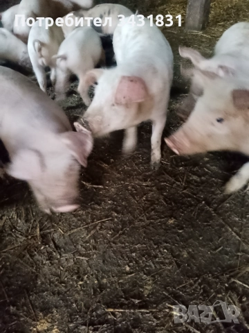 Малки прасета от 25до40кг., снимка 3 - Прасета - 52147797