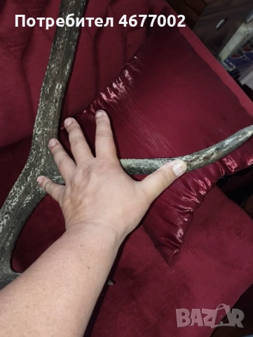 Красив трофей от елен, снимка 6 - Антикварни и старинни предмети - 52793539