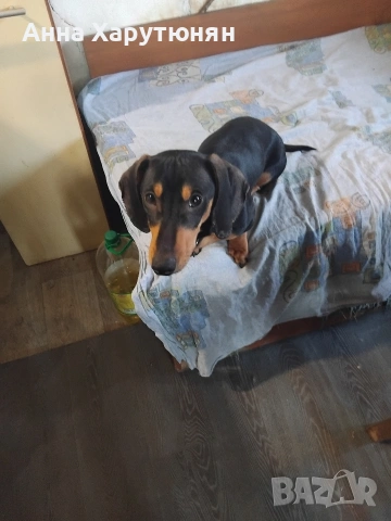продавам едно мъжко дакелче
