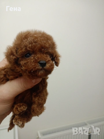 тийкъп женско пуделче , снимка 4 - Пудели - 53066478