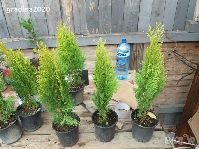 Туя Ауреа Нана Thuja Aurea Nana - златна , снимка 6 - Градински цветя и растения - 29440263