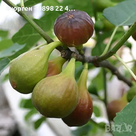 Смокиня сорт Далматинска - Ficus carica Dalmatie , снимка 2 - Разсади - 46919204