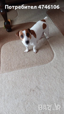 Джак ръсел мини (късокрак), снимка 2 - Джак ръсел териер - 53590032