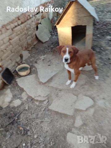 Посавец на 5 години.Работи на едър космат дивеч при интерес задължителна проба., снимка 1