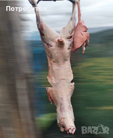 Прясно агнешко месо, снимка 1 - Овце - 45454800