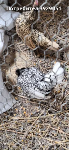 продавам зибрайт