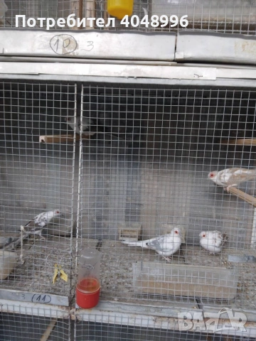 Диамантени гугутки, снимка 4 - други­ - 53929116