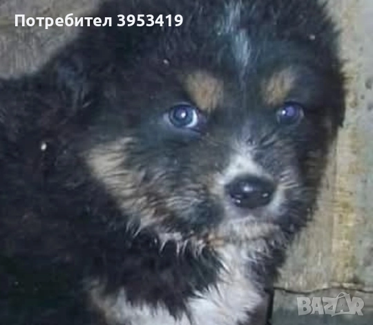 чистопородни каракачански кученца -линия гуджо , снимка 5 - Други - 51710824