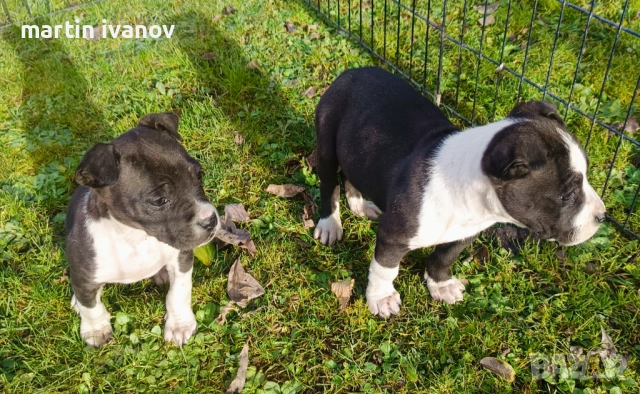 Маки питбули, снимка 6 - Питбул - 52840450