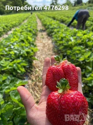 Качествен разсад Ягоди и малини, снимка 2 - Разсади - 54105348