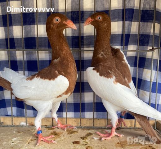 Продавам датски гълъби, снимка 2 - Гълъби - 45893803