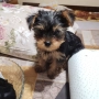 Йоркширски териер мини йорки., снимка 3