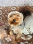 Продаваме мини йоркширски териер - Ая, снимка 1