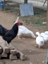 Продавам гъски и петли, снимка 3