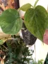 Philodendron oxycardium variegated , снимка 2