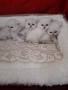Котенца Мечта.Британски сребърни, снимка 2