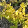 Физокарпус жълт, Physocarpus opulifolius ‘Dart’s Gold’, снимка 11