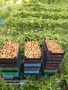 Продавам качествен разсад ягоди , снимка 13