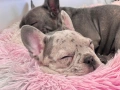 Френски булдог бебе/french bulldog, снимка 10