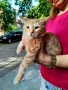 Малко рижо коте търси дом - спешно!, снимка 3