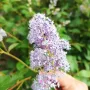 Калифорнийски люляк Хенри Дефозе,  Ceanothus 'Henry Defosee', снимка 1