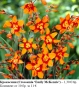 КРОКОСМИЯ (Crocosmia) - РАЗЛИЧНИ СОРТОВЕ (ЛУКОВИЦИ), снимка 3