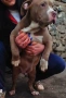 Американско були хл American bully XL, снимка 5